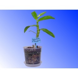 Niebieskie etykiety z tworzywa sztucznego do oznaczania roślin - model C
