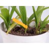 Etykiety wiązane POMARAŃCZOWE 160x13x0,2mm oznaczanie roślin - PVC