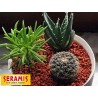 Specjalistyczne podłoże do kaktusów i sukulentów - 2,5litra - SERAMIS