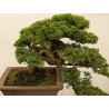 Specjalistyczne podłoże do drzewek bonsai - 5litrów - Floragard